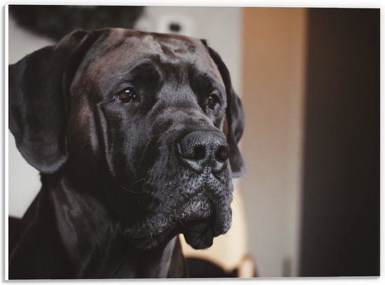 WallClassics - PVC Schuimplaat - Hoofd van Zwarte Hond - 40x30 cm Foto op PVC Schuimplaat (Met Ophangsysteem)