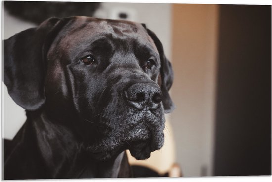 WallClassics - Acrylglas - Hoofd van Zwarte Hond - 75x50 cm Foto op Acrylglas (Wanddecoratie op Acrylaat)
