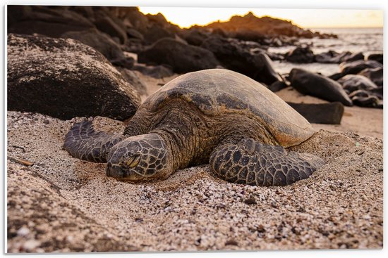 WallClassics - PVC Schuimplaat- Reuzeschildpad slapend op het Strand bij Rotsen - 60x40 cm Foto op PVC Schuimplaat