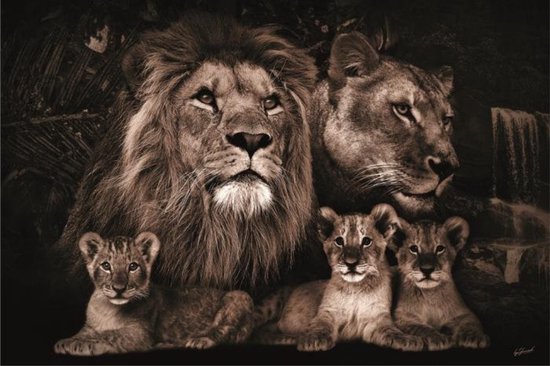 160 x 110 cm - glasschilderij - leeuwenfamilie - sephia - foto print op glas