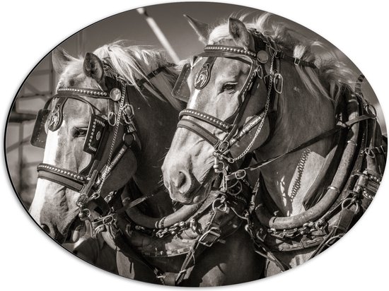 WallClassics - Dibond Ovaal - Prachtig Luxe Paarden in Zwart Wit - 56x42 cm Foto op Ovaal (Met Ophangsysteem)