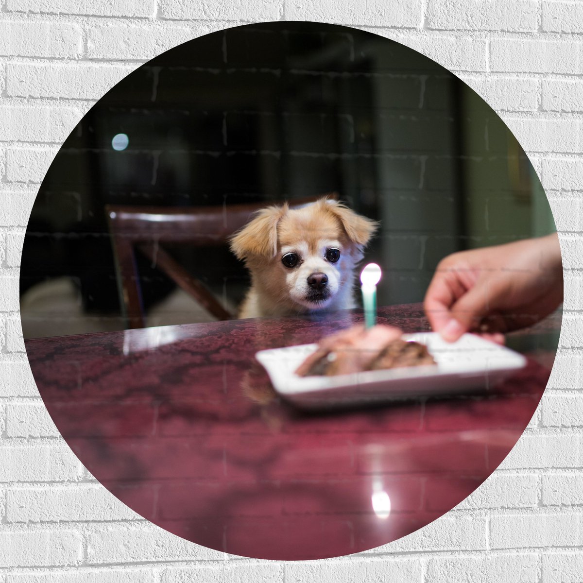 Muursticker Cirkel - Jarig Klein Hondje zittend op Stoel aan Eettafel - 100x100 cm Foto op