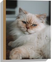 WallClassics - Bois - Chat Brun Couché aux Yeux Bleus - Chat de Himalaya - 30x40 cm - 9 mm d'épaisseur - Photo sur Bois (Avec Système d'Accrochage)