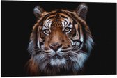 Vlag - Portret van Sumatraanse Tijger tegen Zwarte Achtergrond - 90x60 cm Foto op Polyester Vlag