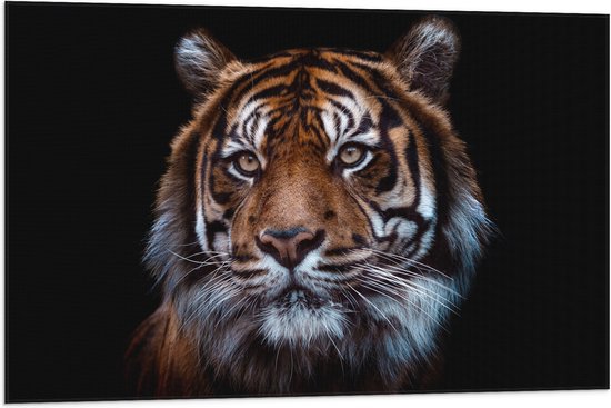 Vlag - Portret van Sumatraanse Tijger tegen Zwarte Achtergrond - 90x60 cm Foto op Polyester Vlag