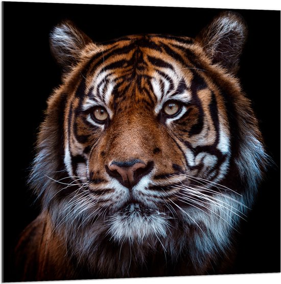 Acrylglas - Portret van Sumatraanse Tijger tegen Zwarte Achtergrond - 100x100 cm Foto op Acrylglas (Met Ophangsysteem)