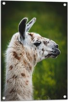 WallClassics - Tuinposter – Opzij kijkende Witte Lama met Bruine Vlekken - 50x75 cm Foto op Tuinposter (wanddecoratie voor buiten en binnen)