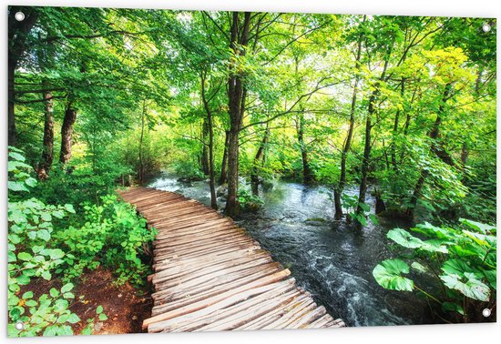 Houten pad leidt naar een kabbelend riviertje, omringd door weelderig groen en hoge bomen.