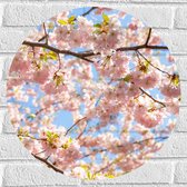 Muursticker Cirkel - Roze Sakura Boom van Dichtbij - 50x50 cm Foto op Muursticker