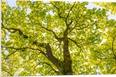 PVC Schuimplaat- Groene Boom met Zonnenstralen door de Bladeren - 90x60 cm Foto op PVC Schuimplaat