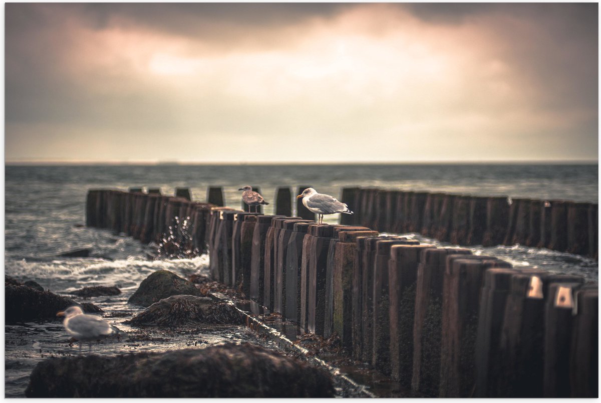 Poster Glanzend – Meeuwen op Houten Palen bij de Zee - 75x50 cm Foto op Posterpapier met G