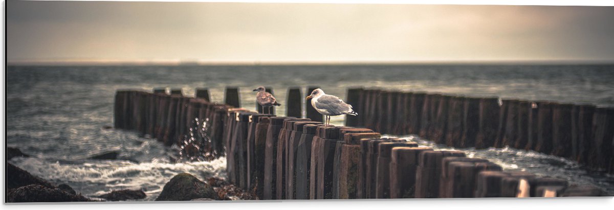 Dibond - Meeuwen op Houten Palen bij de Zee - 90x30 cm Foto op Aluminium (Met Ophangsystee