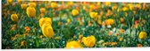 Dibond - Gele Tulpen in een Veld - 150x50 cm Foto op Aluminium (Met Ophangsysteem)