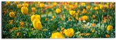 Dibond - Gele Tulpen in een Veld - 60x20 cm Foto op Aluminium (Met Ophangsysteem)