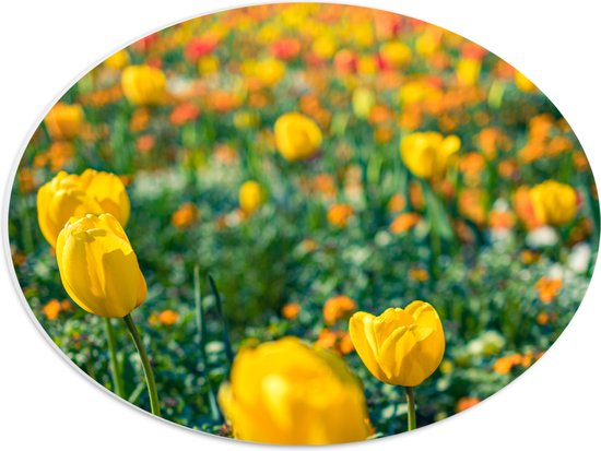 PVC Schuimplaat Ovaal - Gele Tulpen in een Veld - 40x30 cm Foto op Ovaal (Met Ophangsysteem)