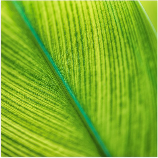 Poster Glanzend – Close-up van Groen Blad met Zichtbare Nerven - 50x50 cm Foto op Posterpapier met Glanzende Afwerking