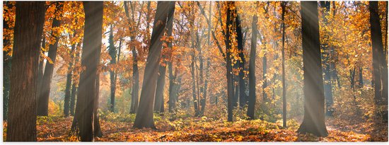 Poster (Mat) - Bos in de Herfst met Zonnestralen door de Bomen - 150x50 cm Foto op Posterpapier met een Matte look