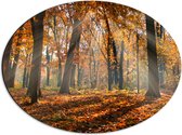 Dibond Ovaal - Bos in de Herfst met Zonnestralen door de Bomen - 56x42 cm Foto op Ovaal (Met Ophangsysteem)