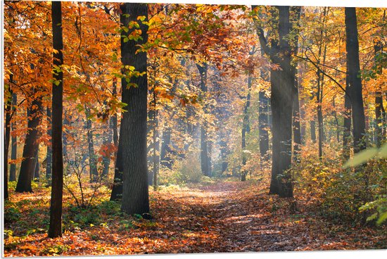 PVC Schuimplaat- Bos met Oranje Blaadjes in de Herfst - 90x60 cm Foto op PVC Schuimplaat