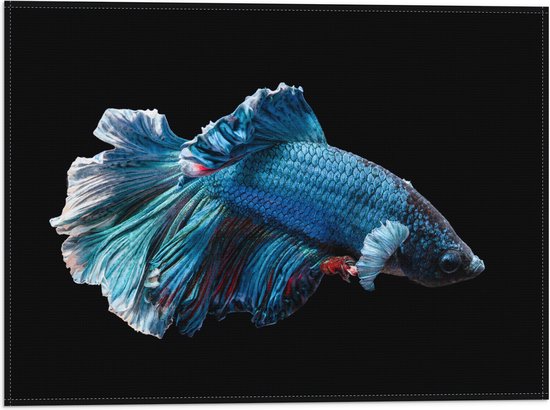 WallClassics - Vlag - Blauwe Kempvis met Zwarte Achtergrond - 40x30 cm Foto op Polyester Vlag