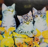Diamond painting 30 x 30 CM canvas - 25 x 25 cm painting - 5D - Kitten