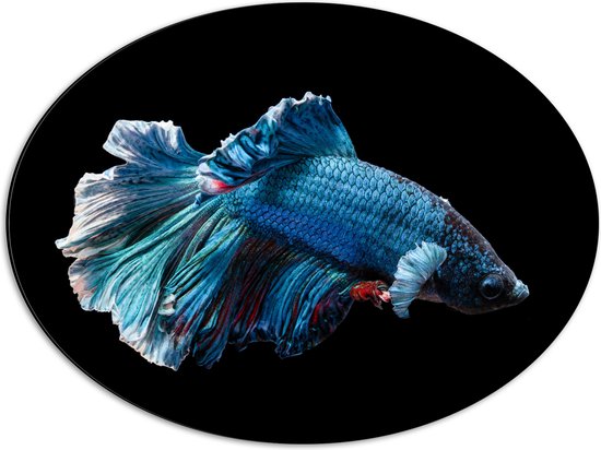 WallClassics - Dibond Ovaal - Blauwe Kempvis met Zwarte Achtergrond - 56x42 cm Foto op Ovaal (Met Ophangsysteem)