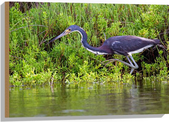 WallClassics - Hout - Blauwe Reiger lopend in het Water - 75x50 cm - 9 mm dik - Foto op Hout (Met Ophangsysteem)