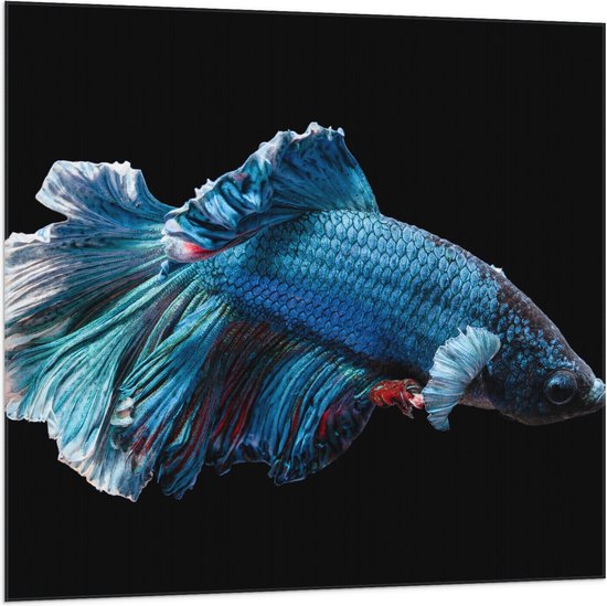 WallClassics - Vlag - Blauwe Kempvis met Zwarte Achtergrond - 100x100 cm Foto op Polyester Vlag