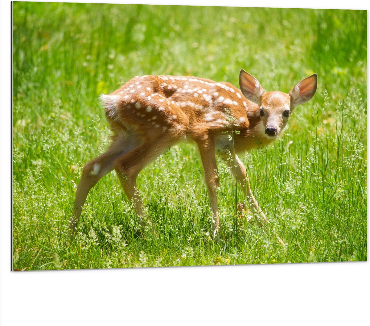 Dibond - Baby Hertje in het Gras - Witstaarthert - 100x75 cm Foto op Aluminium (Wanddecoratie van metaal)