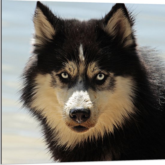 WallClassics - Dibond - Beige Zwarte Husky - 80x80 cm Foto op Aluminium (Wanddecoratie van metaal)