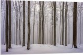 Acrylglas - Smalle Bomen in Besneeuwd Bos - 105x70 cm Foto op Acrylglas (Wanddecoratie op Acrylaat)