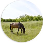 PVC Schuimplaat Muurcirkel - Wild Bruin Paard in de Wei - 60x60 cm Foto op Muurcirkel (met ophangsysteem)