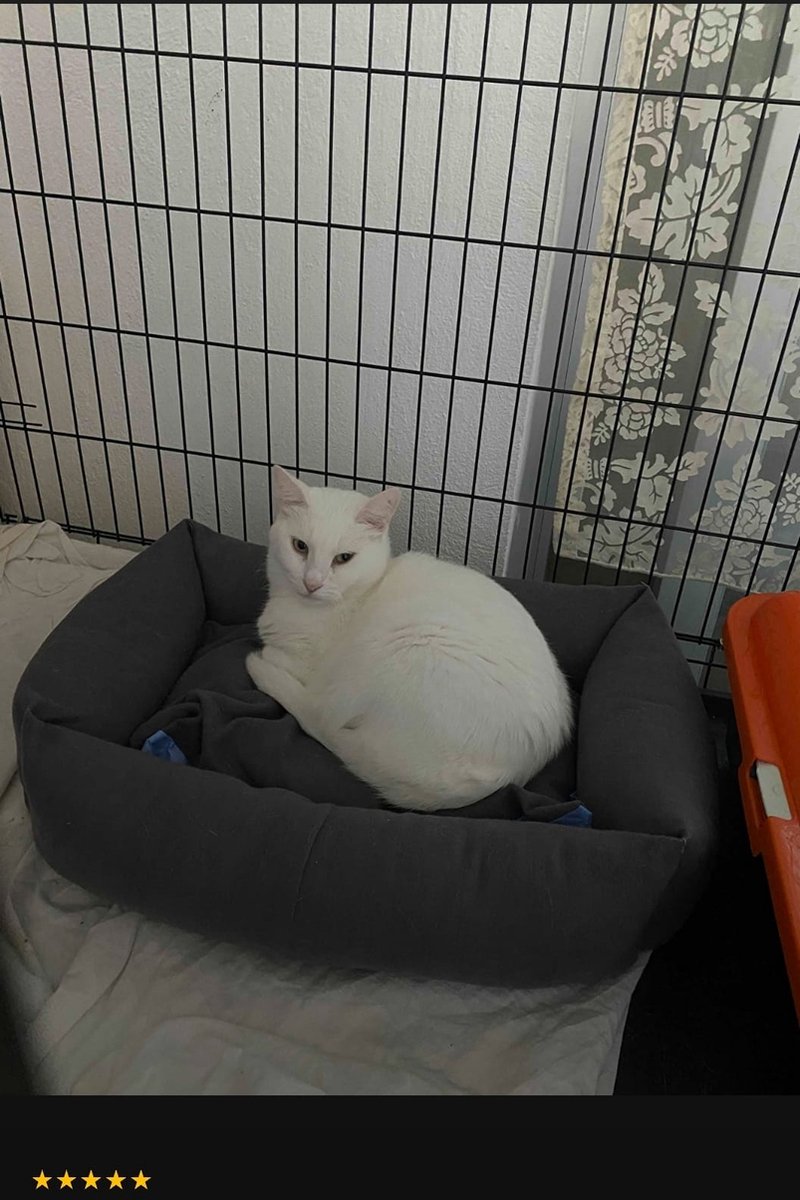 MONTKIARA Hondenbed, kattenbed Hondenmanden Kattenmanden 60*45cm