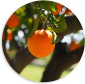 WallClassics - Cercle Mural en Plaque de Mousse PVC - Oranges sur l'Arbre - 60x60 cm Photo sur Cercle Mural (avec système d'accrochage)