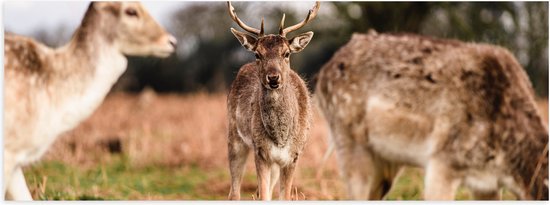 WallClassics - Poster (mat) – Cerf dans l'herbe avec arbre en arrière-plan – Photo 90 x 30 cm sur papier poster avec aspect mat