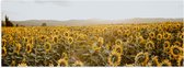WallClassics - Poster Glossy - Champ de Tournesols - 90x30 cm Photo sur Papier Poster avec Finition Brillante