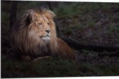 Dibond - Leeuw met Lange Manen Liggend in Groen Landschap - 90x60 cm Foto op Aluminium (Met Ophangsysteem)