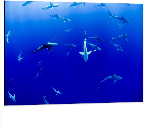 WallClassics - Dibond - Haaien Onderwater in de Blauwe Zee - 100x75 cm Foto op Aluminium (Met Ophangsysteem)