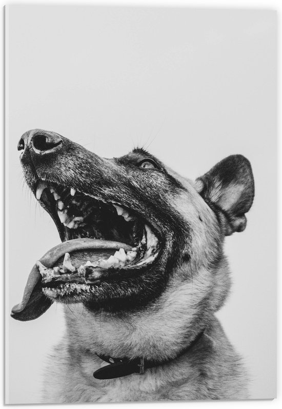 WallClassics - Acrylglas - Hond met uitstekende Tong - Herdershond - 40x60 cm Foto op Acrylglas (Met Ophangsysteem)