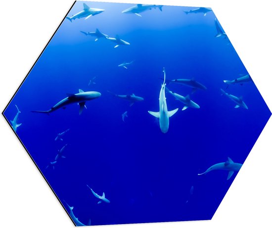 WallClassics - Dibond Hexagon - Haaien Onderwater in de Blauwe Zee - 70x60.9 cm Foto op Hexagon (Met Ophangsysteem)