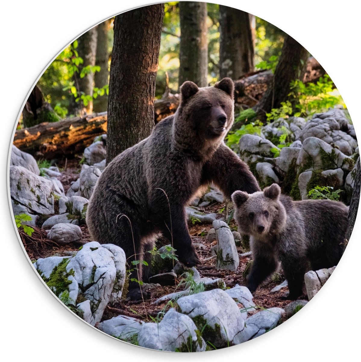 PVC Schuimplaat Muurcirkel - Grizzlybeer met Baby Beer in het Bos - 30x30 cm Foto op Muurcirkel (met ophangsysteem)