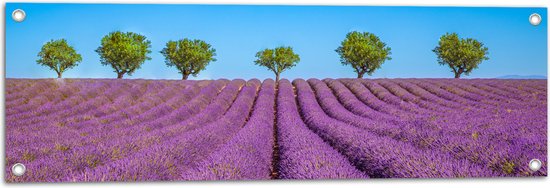Tuinposter – Lavendel Bloemenveld met Rij Groene Bomen - 90x30 cm Foto op Tuinposter (wanddecoratie voor buiten en binnen)