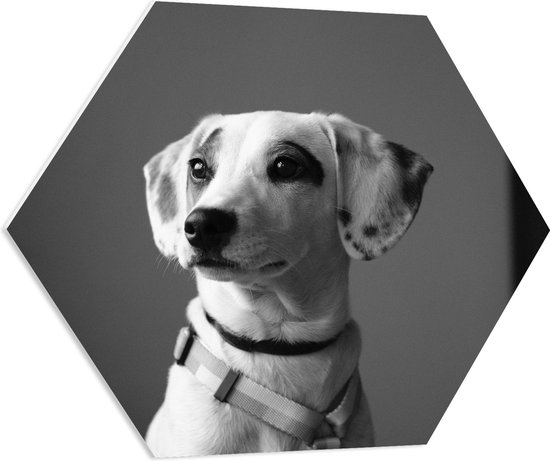 WallClassics - PVC Schuimplaat Hexagon - Whippet Hond Zwart - Wit - 70x60.9 cm Foto op Hexagon (Met Ophangsysteem)