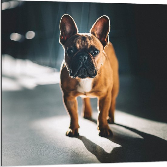 WallClassics - Dibond - Franse Bulldog in het Licht - 80x80 cm Foto op Aluminium (Wanddecoratie van metaal)