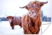 Twee Schotse hooglanders in de sneeuw Poster 90x60 cm - Foto print op Poster (wanddecoratie woonkamer / slaapkamer) / Wilde dieren Poster