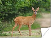 Vrouwelijk hert aan de rand van het bos poster papier 40x30 cm - klein - Foto print op Poster (wanddecoratie woonkamer / slaapkamer) / Wilde dieren Poster