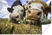 Twee nieuwsgierige koeien poster papier 180x120 cm - Foto print op Poster (wanddecoratie woonkamer / slaapkamer) / Boerderijdieren Poster XXL / Groot formaat!