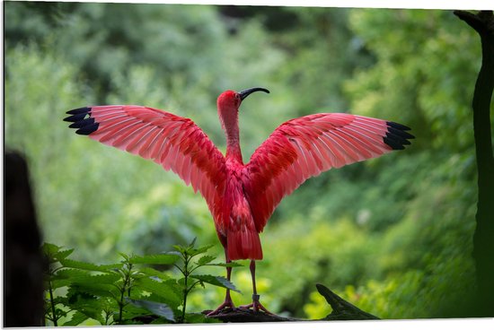 WallClassics - Dibond - Rode Ibis Vogel in het Bos - 90x60 cm Foto op Aluminium (Met Ophangsysteem)