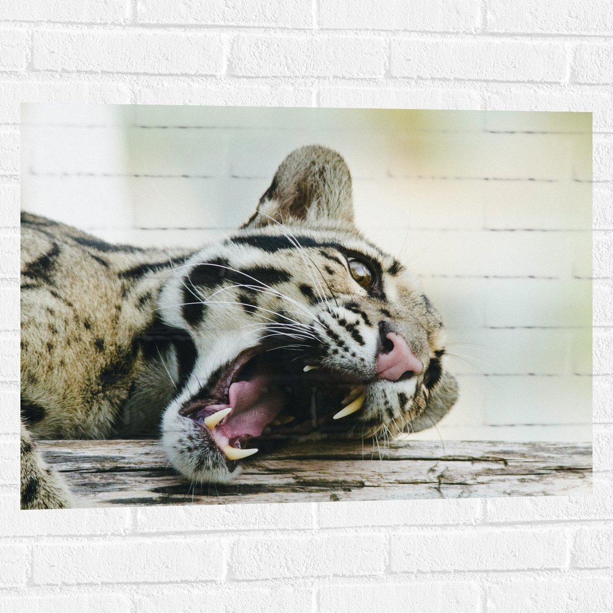 Muursticker - Gapende Luipaard op een Boomstam - 80x60 cm Foto op Muursticker