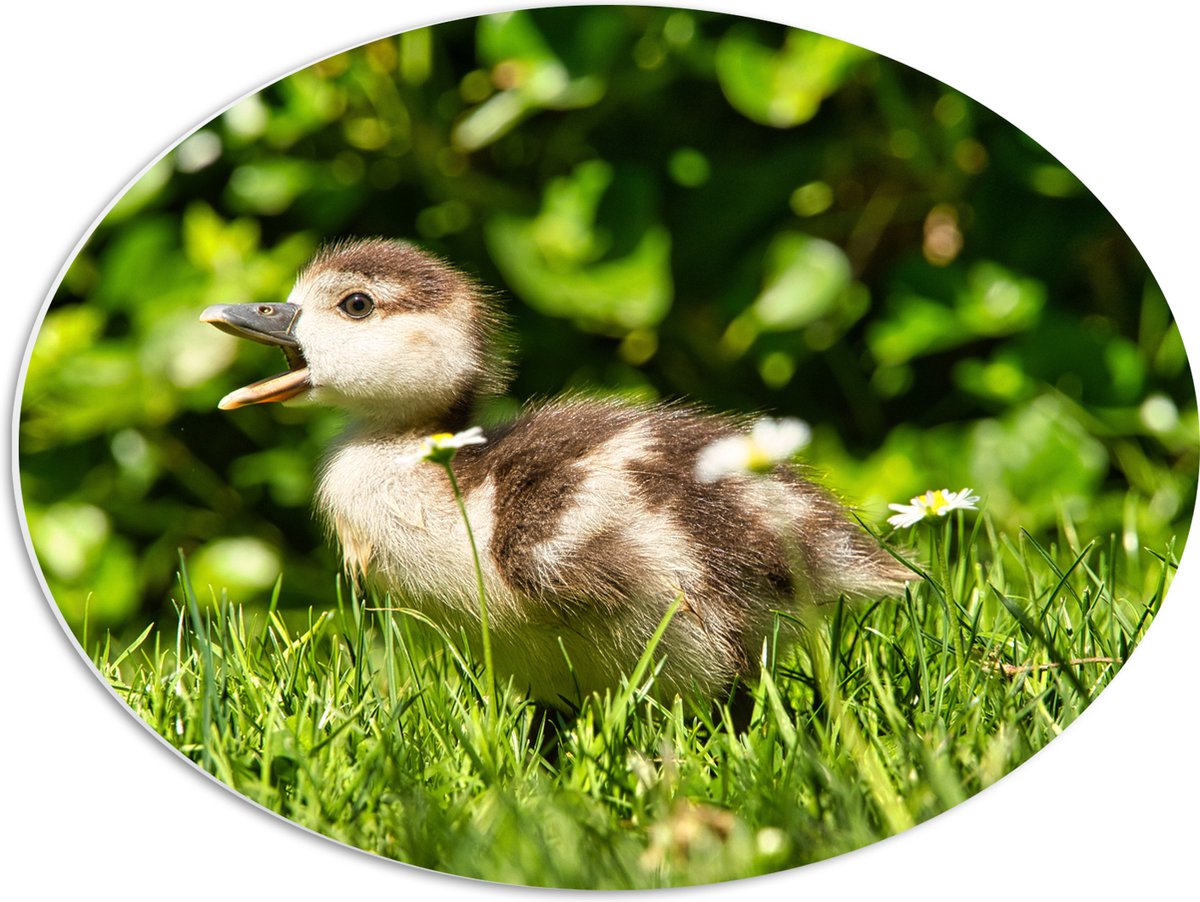 PVC Schuimplaat Ovaal - Baby Eendje in het Gras - 56x42 cm Foto op Ovaal (Met Ophangsysteem)